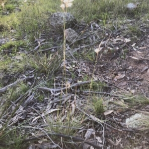 Rytidosperma sp. at Hawker, ACT - 30 Aug 2020