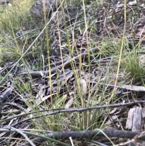 Rytidosperma sp. at Hawker, ACT - 30 Aug 2020