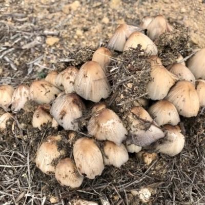 Coprinellus etc. (An Inkcap) at Weetangera, ACT - 9 Apr 2020 by annamacdonald