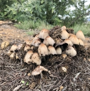 Coprinellus etc. at Weetangera, ACT - 9 Apr 2020