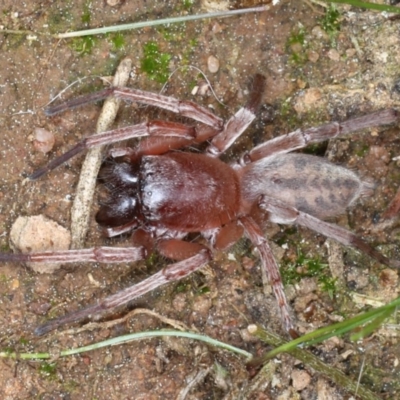 Clubiona sp. (genus) (Unidentified Stout Sac Spider) at Mount Ainslie - 1 Sep 2020 by jbromilow50