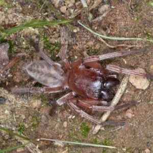Clubiona sp. (genus) at Majura, ACT - 1 Sep 2020