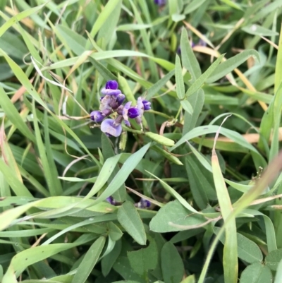 Glycine tabacina (Variable Glycine) at Holt, ACT - 9 Apr 2020 by annamacdonald