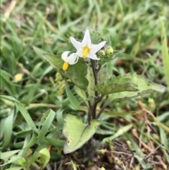 Solanum nigrum (Black Nightshade) at Holt, ACT - 9 Apr 2020 by annamacdonald