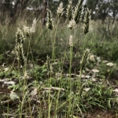 Enneapogon nigricans (Nine-awn Grass, Bottlewashers) at Holt, ACT - 9 Apr 2020 by annamacdonald