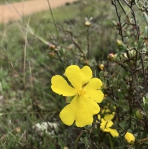 Hibbertia obtusifolia at Holt, ACT - 9 Apr 2020