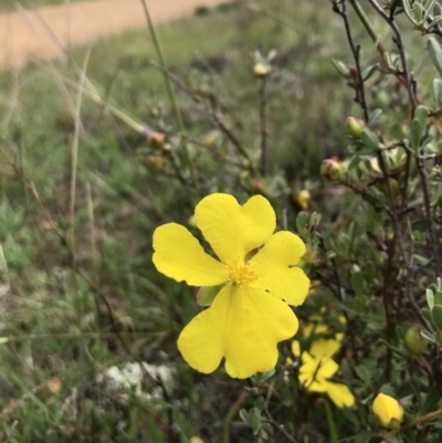 Hibbertia obtusifolia (Grey Guinea-flower) at Holt, ACT - 9 Apr 2020 by annamacdonald