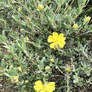 Hibbertia obtusifolia at Holt, ACT - 9 Apr 2020