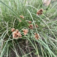 Cyperus (Flat Sedges) at Holt, ACT - 9 Apr 2020 by annamacdonald