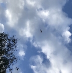 Aquila audax (Wedge-tailed Eagle) at Peak View, NSW - 1 Jun 2020 by annamacdonald