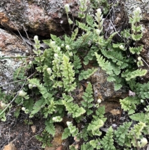 Cheilanthes distans at Holt, ACT - 9 Apr 2020