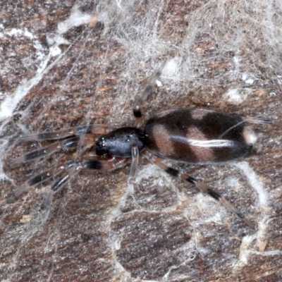 Lampona sp. (genus) (White-tailed spider) at Mount Ainslie - 1 Sep 2020 by jbromilow50