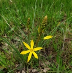 Bulbine bulbosa (Golden Lily) at Wodonga, VIC - 2 Sep 2020 by ClaireSee