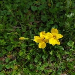 Goodenia pinnatifida (Scrambled Eggs) at Jack Perry Reserve - 3 Sep 2020 by ClaireSee