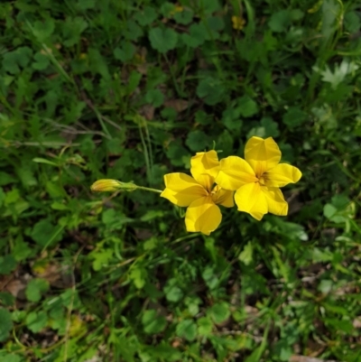 Goodenia pinnatifida (Scrambled Eggs) at Jack Perry Reserve - 3 Sep 2020 by ClaireSee