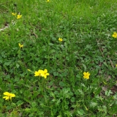 Goodenia pinnatifida at Wodonga - 3 Sep 2020 01:45 PM
