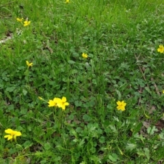 Goodenia pinnatifida at Wodonga - 3 Sep 2020