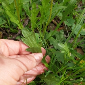 Goodenia pinnatifida at Wodonga - 3 Sep 2020