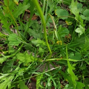 Goodenia pinnatifida at Wodonga - 3 Sep 2020