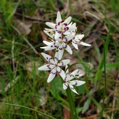 Wurmbea dioica subsp. dioica (Early Nancy) at Wodonga - 2 Sep 2020 by ClaireSee