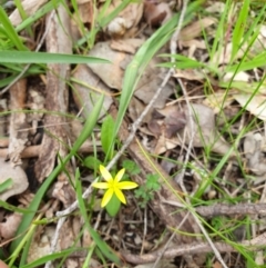 Pauridia vaginata (Yellow Star) at Wodonga, VIC - 3 Sep 2020 by ClaireSee