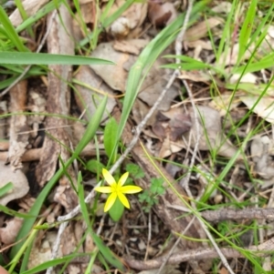 Pauridia vaginata at Wodonga, VIC - 3 Sep 2020