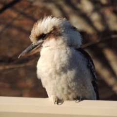 Dacelo novaeguineae (Laughing Kookaburra) at Ngunnawal, ACT - 3 Sep 2020 by GeoffRobertson