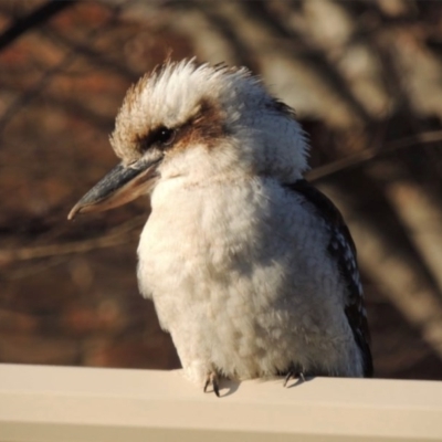 Dacelo novaeguineae (Laughing Kookaburra) at Ngunnawal, ACT - 3 Sep 2020 by GeoffRobertson