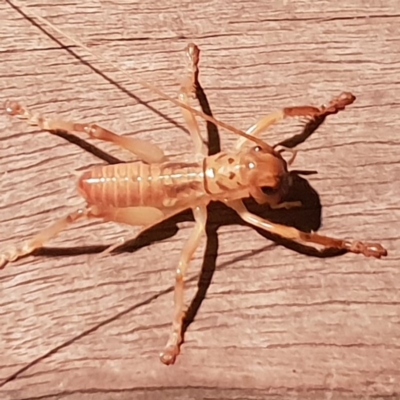 Gryllacrididae (family) (Unidentified Raspy Cricket) at Bega, NSW - 24 Jul 2020 by Jennifer Willcox