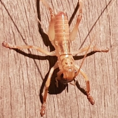 Gryllacrididae (family) at Bega, NSW - 24 Jul 2020 07:11 PM