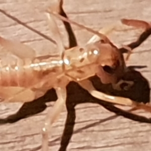 Gryllacrididae (family) at Bega, NSW - 24 Jul 2020