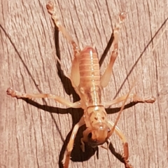 Gryllacrididae (family) at Bega, NSW - 24 Jul 2020