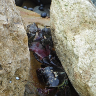 Leptograpsus variegatus (Purple Rock Crab) at Wapengo, NSW - 20 Dec 2011 by JenniferWillcox