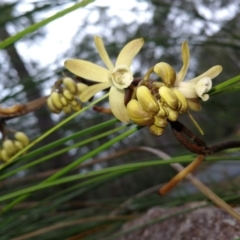 Erythrorchis cassythoides (Climbing Orchid) at Pomona, QLD - 3 Sep 2020 by jenqld
