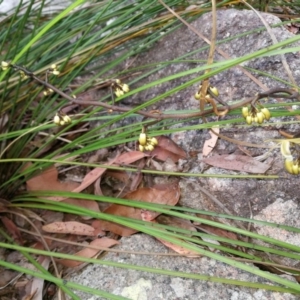 Erythrorchis cassythoides at Pomona, QLD - suppressed