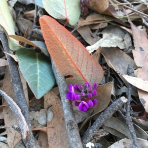 Hardenbergia violacea at Lower Boro, NSW - 20 Aug 2020 04:41 PM