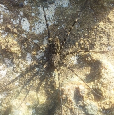 Megadolomedes australianus (Giant water spider) at Bawley Point Bushcare - 3 Sep 2020 by GLemann