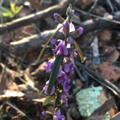 Hovea heterophylla (Common Hovea) at Lower Boro, NSW - 28 Aug 2020 by mcleana