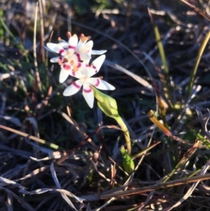 Wurmbea dioica subsp. dioica at Lower Boro, NSW - 24 Aug 2020