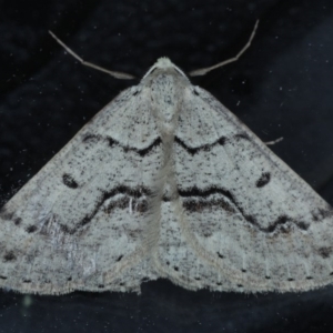 Nearcha aridaria at Ainslie, ACT - 4 Sep 2020