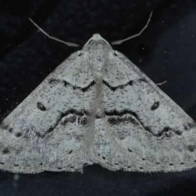 Nearcha aridaria (An Oenochromine moth) at Ainslie, ACT - 4 Sep 2020 by jb2602