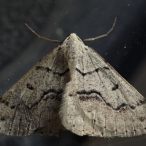 Nearcha aridaria at Ainslie, ACT - 4 Sep 2020 09:09 AM