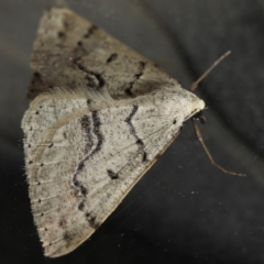 Nearcha aridaria at Ainslie, ACT - 4 Sep 2020