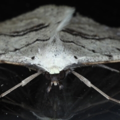 Nearcha aridaria at Ainslie, ACT - 4 Sep 2020