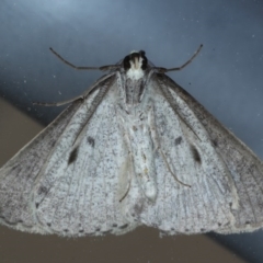 Nearcha aridaria at Ainslie, ACT - 4 Sep 2020