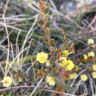 Acacia gunnii (Ploughshare Wattle) at Boro, NSW - 2 Sep 2020 by mcleana