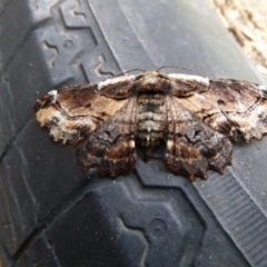 Pholodes sinistraria (Sinister or Frilled Bark Moth) at Tathra Public School - 3 Sep 2020 by TathraPreschool