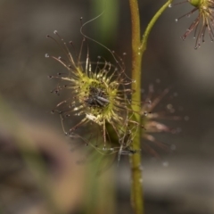 Drosera (genus) (A Sundew) at Bruce, ACT - 28 Aug 2020 by AlisonMilton
