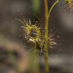 Drosera sp. (A Sundew) at Gossan Hill - 28 Aug 2020 by AlisonMilton