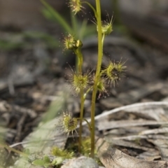 Drosera sp. at Bruce, ACT - 28 Aug 2020